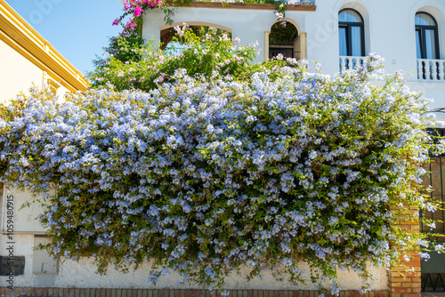 Vászonkép Summer blossom of blue plumbago flowers, nature background