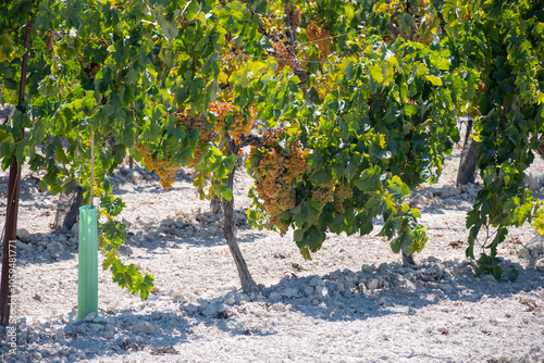 Harvest on famous sherry wines grape vineyards in Andalusia, Spain, sweet pedro ximenez or muscat, or palomino grapes, used for production of jerez, sherry sweet and dry wines photo