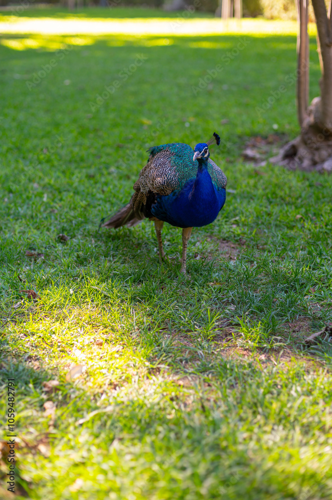 Fototapeta premium Green public park with large trees, lot of shadow, colourful peacocks birds in one of oldest city in Europe, Sevilla, Andalusia, Spain