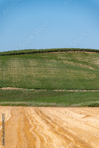 Olive trees, wheat fields, almonds trees growing on huge plantations in Andalusia, Malaga, Spain photo