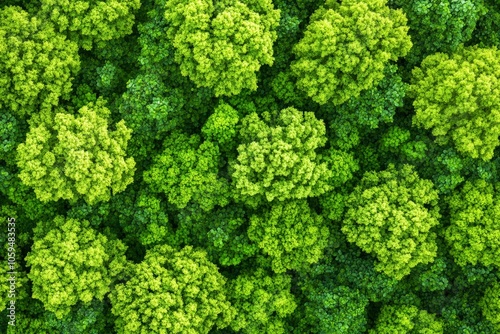 Vibrant Forest Canopy Texture