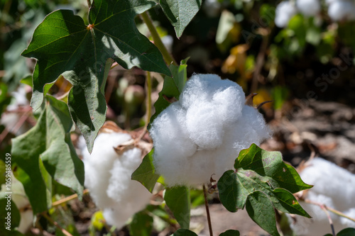 Organic cotton plants field with white open buds ready to harvest near Sevilla, Cordoba, Andalusia, Spain photo