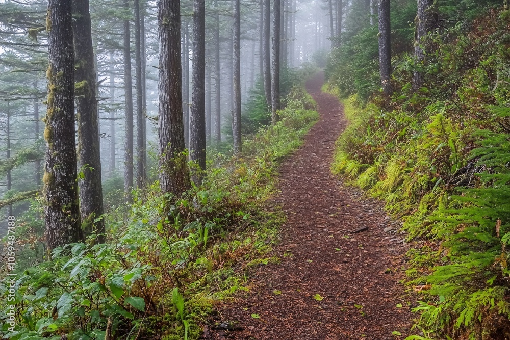 Obraz premium Winding Path Through a Foggy Forest - Tranquil Woodland Scenery