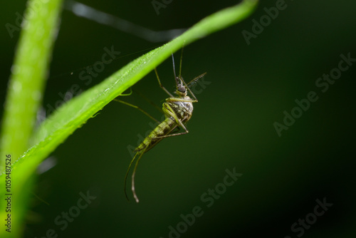 fly Yellow Prairie Mosquito, Ochlerotatus flavescens, sitting on a plant