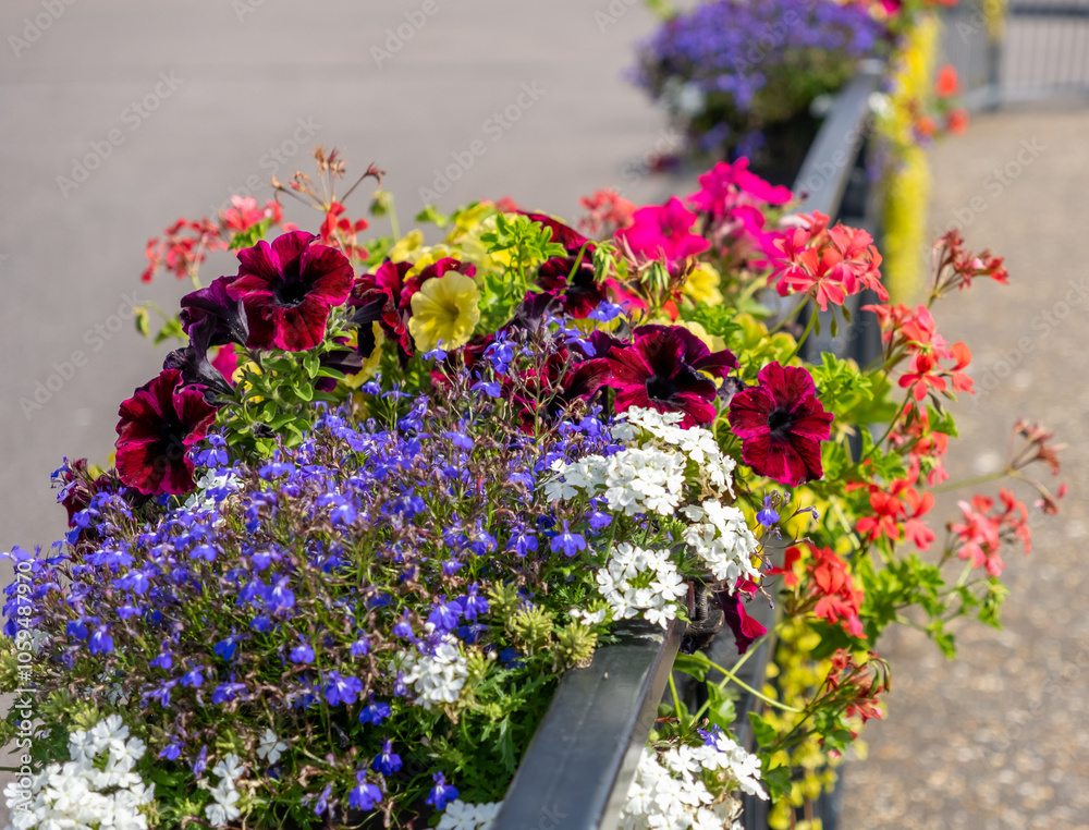 Obraz premium Close and selective focus on flowers and plants in a planter on a metal railing