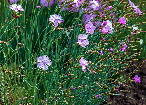 Dianthus hyssopifolius, the fringed pink or Dianthus superbus, is a species of flowering plant in the family Caryophyllaceae. photo