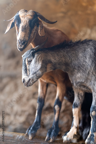 brown goats and gray goats interact inside a stable photo