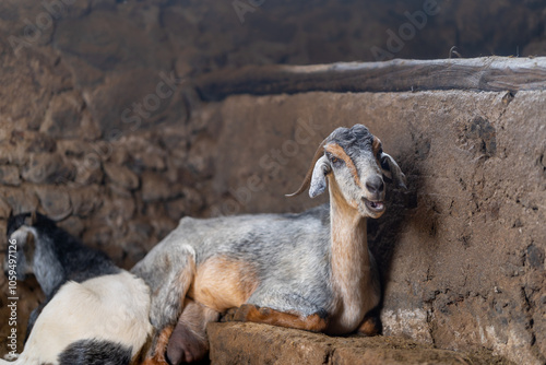 brown goats and gray goats interact inside a stable photo