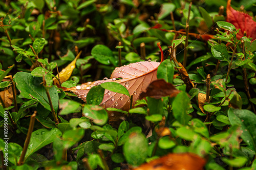 butterfly on a leaf photo