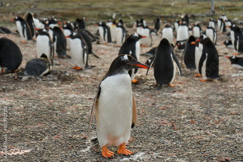 Penguins Colony In Ushuaia - Patagonia photo