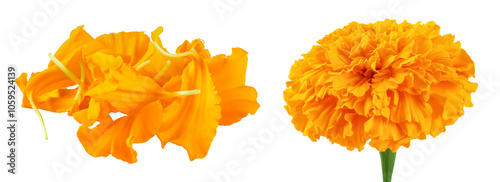 fresh petals of marigold or tagetes erecta flower isolated on white background with full depth of field.