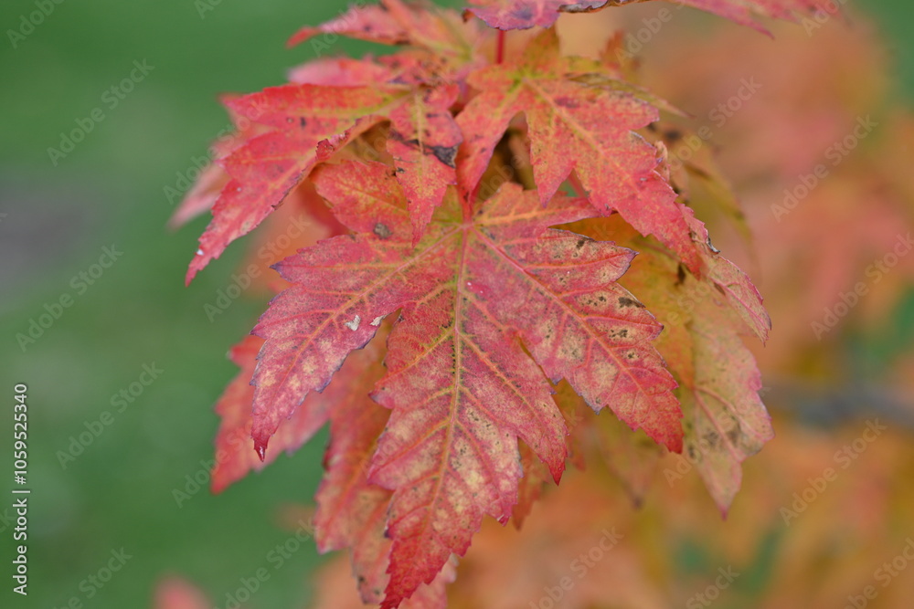 Obraz premium red maple leaves closeup as background, autumn maple leaves background, close-up shot of vibrant autumn leaves on a tree branch, showcasing rich hues of yellow, orange, and red