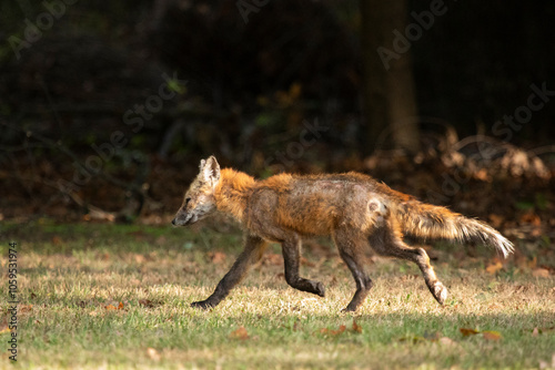 A Red Fox with hair loss from sarcoptic mange stands outside on a sunny day, in a clearing near the woods.