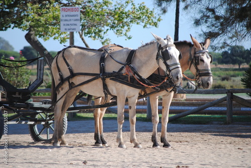 horse and carriage