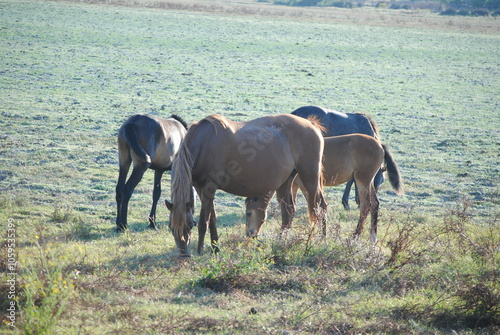 horses eating in the field