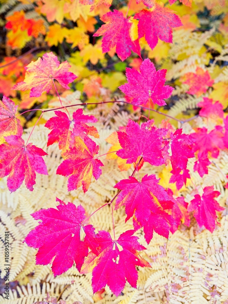 Fototapeta premium Red leaves on top of yellow leaves in autumn.