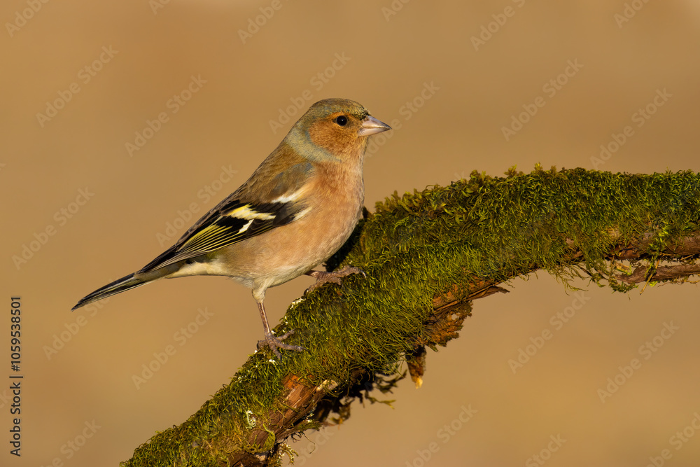 Fototapeta premium Common Chaffinch