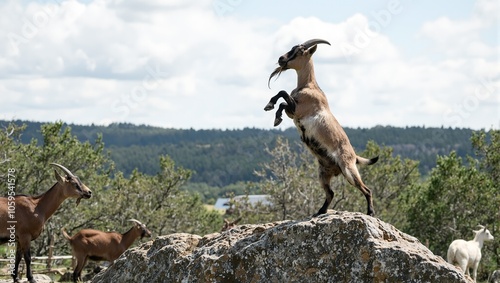 Confident goat atop rock inspiring others on farm photo