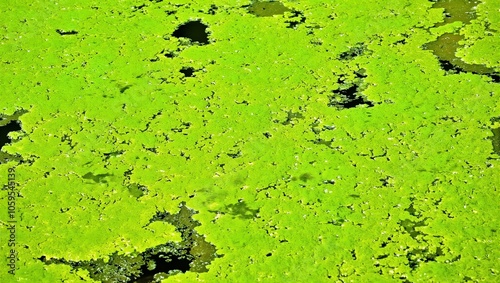 Lush green algae with bubbles on pond surface photo