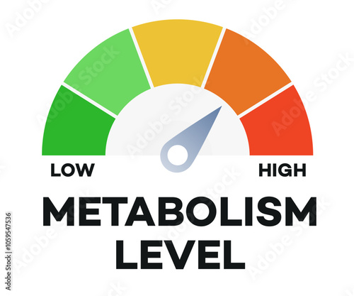 Metabolism level scale with arrow and measurement value. Infographic high and low nutrient metabolic rate vector