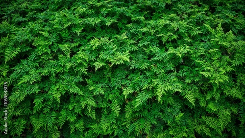 Lush green fern tapestry with intricate lace like leaves photo