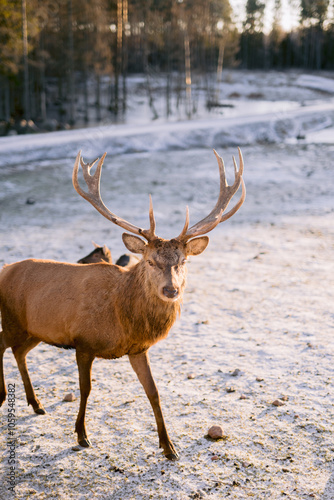 Majestic stag with antlers in snow at golden sunset. photo