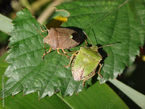 Two common green shield bugs (Palomena prasina) sitting on a bramble leaf, seasonal polyphenism, green and brown - summer and winter colours respectively