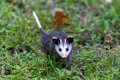 baby opossum in the grass