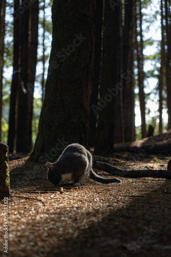 The Cat of The Airplane Home Owner