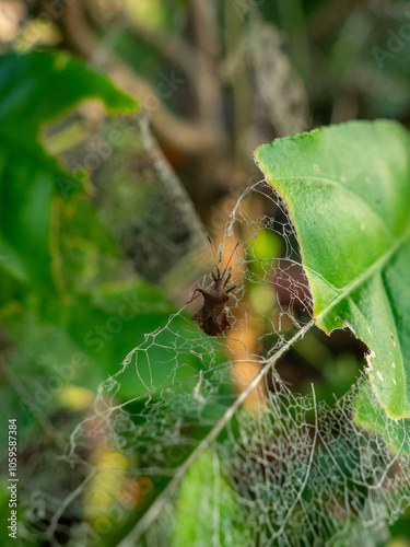 insect eating a lemon tree leaf  - Cimice americana dei pini - Leptoglossus occidentalis Heidemann photo