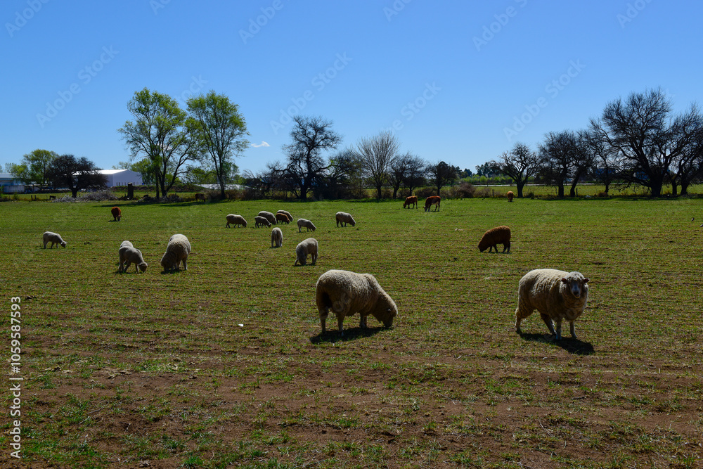 Fototapeta premium Sheep in rural landscape, La Pampa Province, Patagonia,Argentina