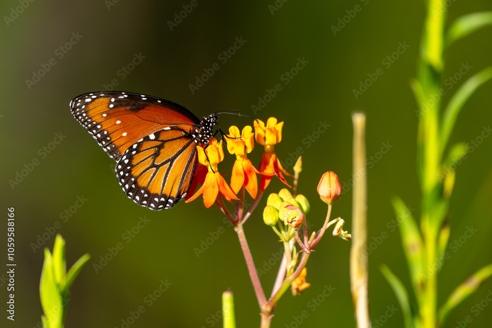 Obraz premium butterfly on marsh milkweed