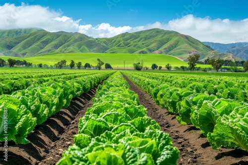 Cultivated field of lettuce growing in rows along the contour line skyscape. Neural network ai generated art photo