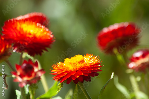 Monstrosum Fire Ball Starflower photo