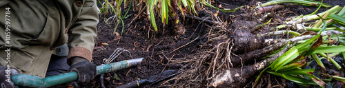 Fotografie Gardener with a shovel digging up Crinodonna Lily bulbs in a fall garden for div