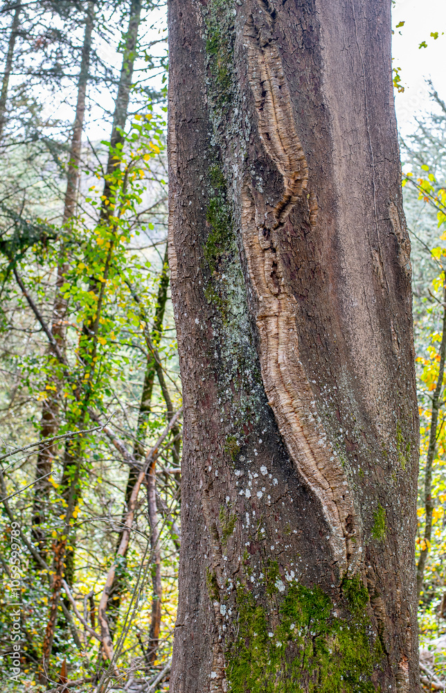 Fototapeta premium Arboles en el Parque Natural del Montseny en otoño, Cataluña, España