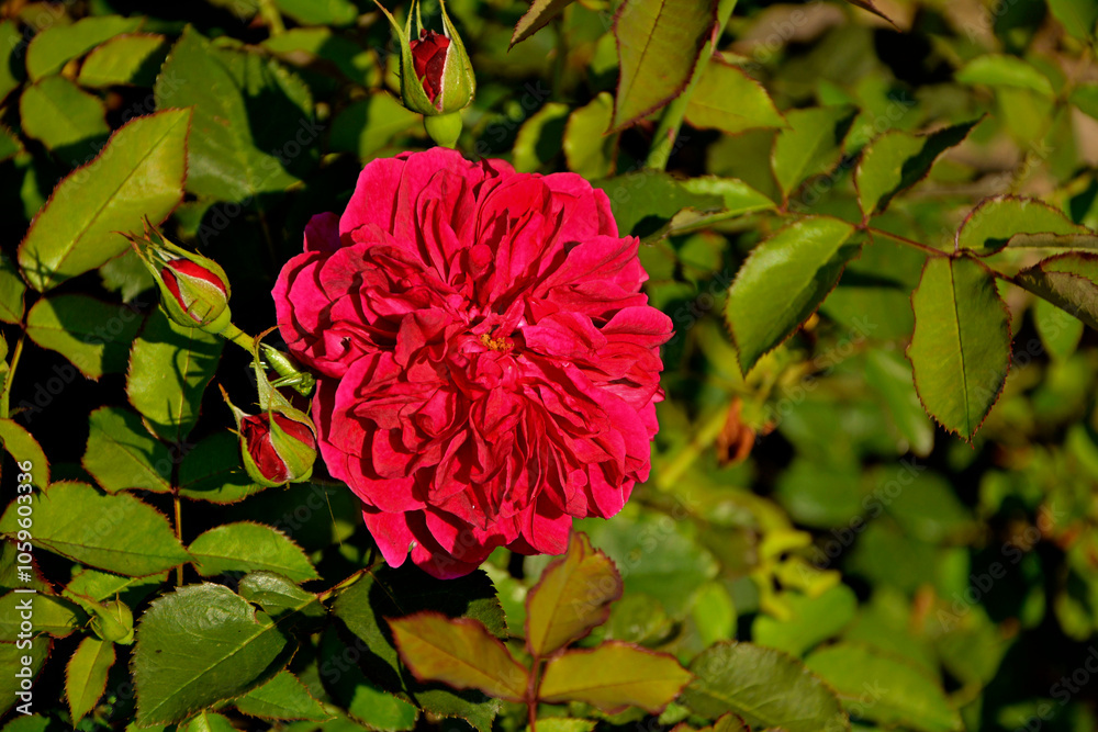 czerwona róża rabatowa, red garden roses