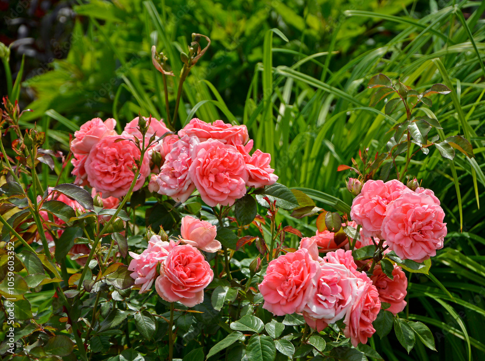 różowe róże w ogrodzie, krzew różany, pink roses in the garden, rose bush