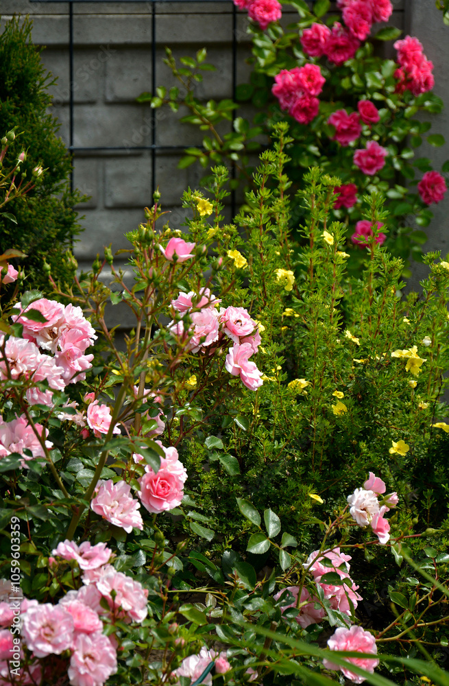 czerwone i rózowe róże w ogrodzie, kwitnace róże na rabacie kwiatowej, Rosa, pink and red roses in the garden,
