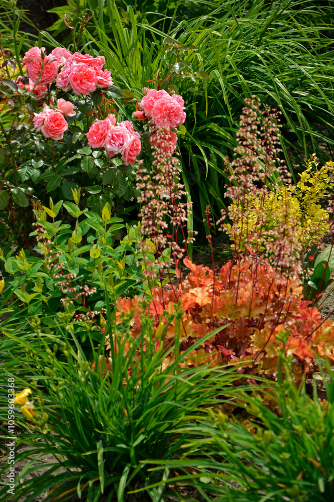 rózowa róża i Żurawka, pomarańczowe liście żurawki, kwitnąca zurawka, Heuchera , Close up of the white flowers and orange leaf Heuchera