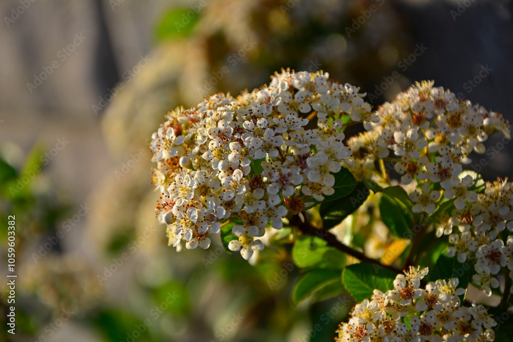 kwitnący ognik szkarłatny, białe kwiaty ognika, Pyracantha coccinea, Close up flowers of scarlet firethorn flower, Blossoms of firethorn