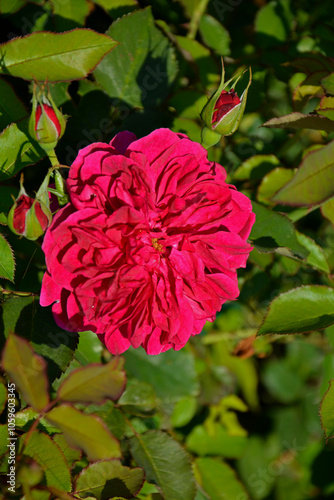 czerwona róża rabatowa, red garden roses	