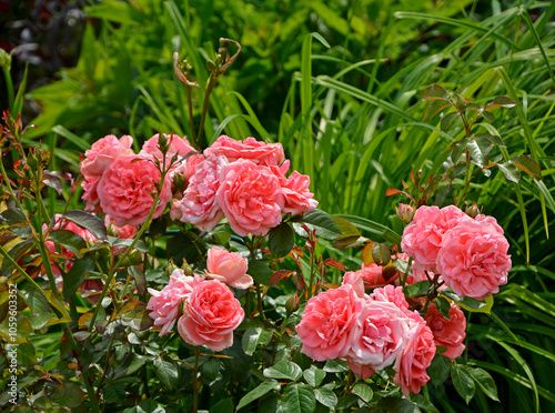 Obraz na płótnie różowe róże w ogrodzie, krzew różany, pink roses in the garden, rose bush
w salonie