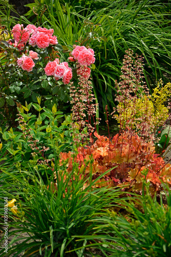 Obraz na płótnie rózowa róża i Żurawka, pomarańczowe liście żurawki, kwitnąca zurawka, Heuchera , Close up of the white flowers and orange leaf Heuchera w salonie