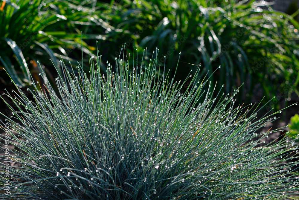 kostrzewa sina pokryta kroplami rosy, Festuca cinerea, Blue fescue in dewdrops, dew drops on fescue, Blue Fescue with rain drops, Kostrzewa niebieska z kroplami deszczu