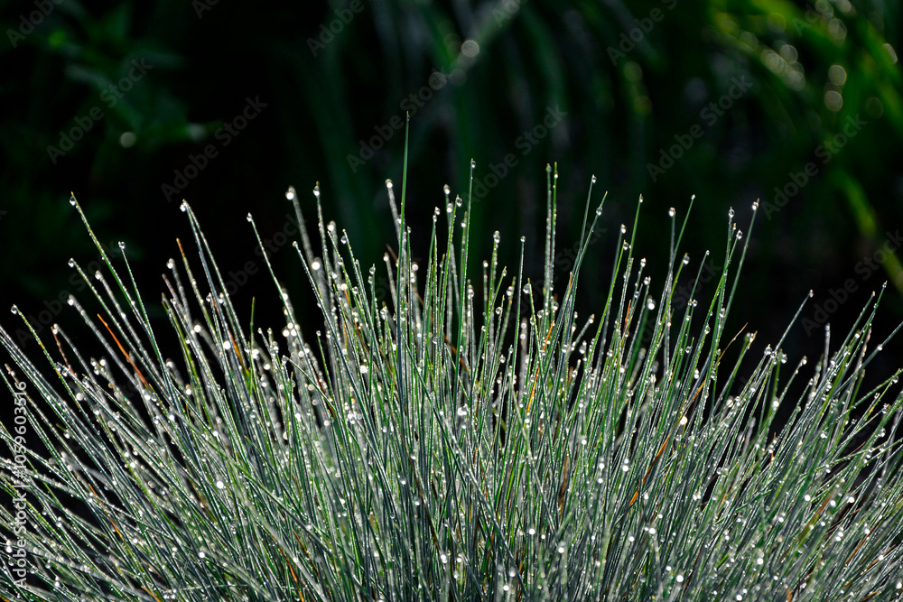 kostrzewa sina pokryta kroplami rosy, Festuca cinerea, Blue fescue in dewdrops, dew drops on fescue, Blue Fescue with rain drops, Kostrzewa niebieska z kroplami deszczu