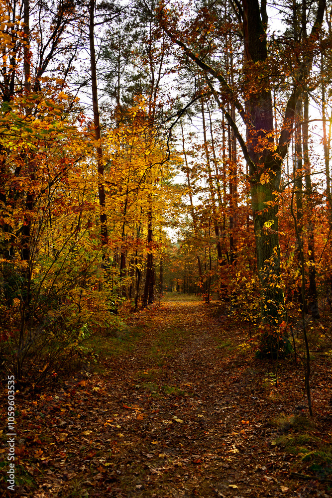 kolory jesieni, pomarańczowe i zółte liście jesinne, las jesienią, złota, polska jesień, światło cień, złota pora roku, autumn colors, orange and yellow autumn leaves, autumn forest, light and shadow