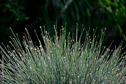 Obraz na płótnie kostrzewa sina pokryta kroplami rosy, Festuca cinerea, Blue fescue in dewdrops, dew drops on fescue, Blue Fescue with rain drops, Kostrzewa niebieska z kroplami deszczu w salonie