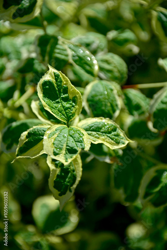 Obraz na płótnie Jaśminowiec wonny Variegatus, Philadelphus coronarius Variegatus, w salonie