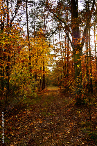 Obraz na płótnie kolory jesieni, pomarańczowe i zółte liście jesinne, las jesienią, złota, polska jesień, światło cień, złota pora roku, autumn colors, orange and yellow autumn leaves, autumn forest, light and shadow w salonie